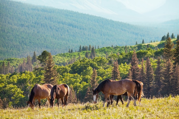 Paard op de weide in Chili, Zuid-Amerika