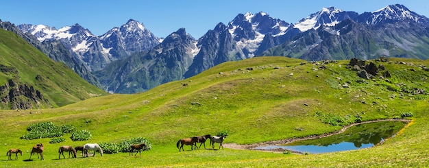 Paard op de weide in Chili, Zuid-Amerika