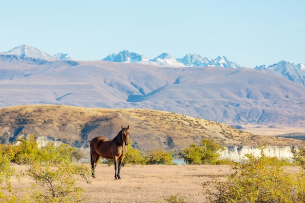 Paard op de weide in Chili, Zuid-Amerika