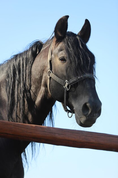 Foto paard op een boerderij tegen een heldere blauwe hemel