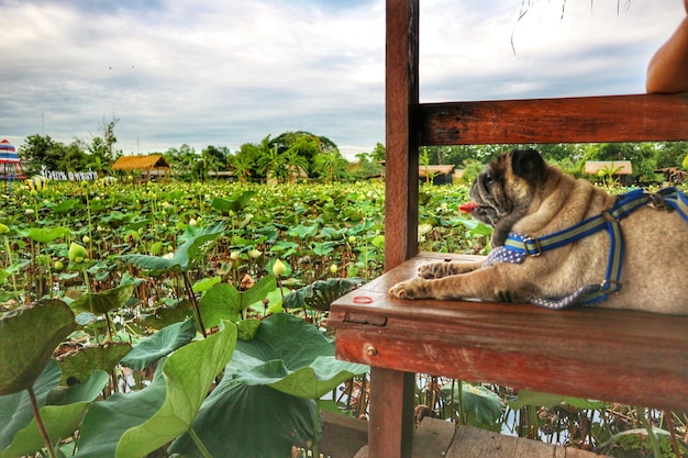 Foto paard op een boerderij