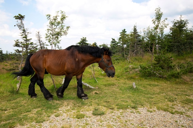 Paard op een open plek