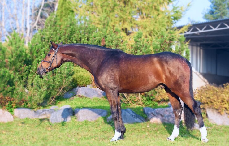 Foto paard op een ranch.