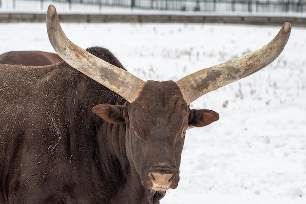 Foto paard op een veld