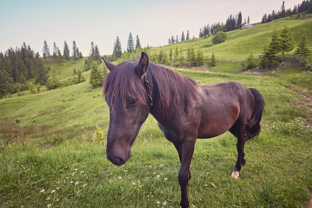 Paard op een zomerweide