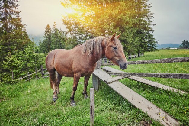 Paard op een zomerweide