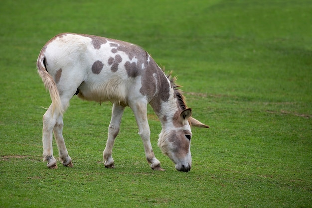 paard op gras