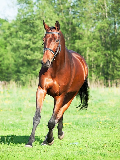Foto paard op het gras.