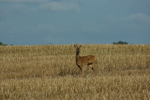 Paard op het grasveld tegen de lucht