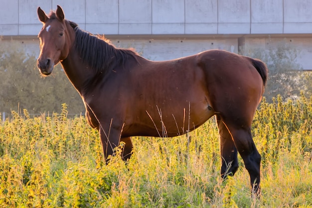 Paard op het grasveld