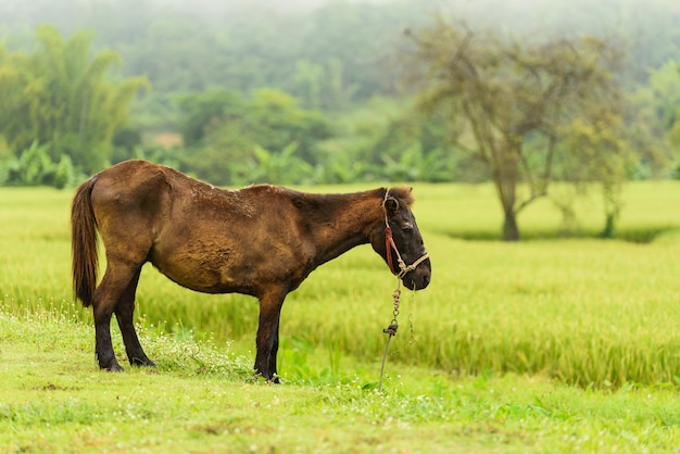 paard op het groene gras