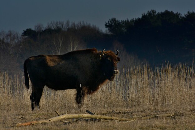 Paard op het veld tegen de lucht