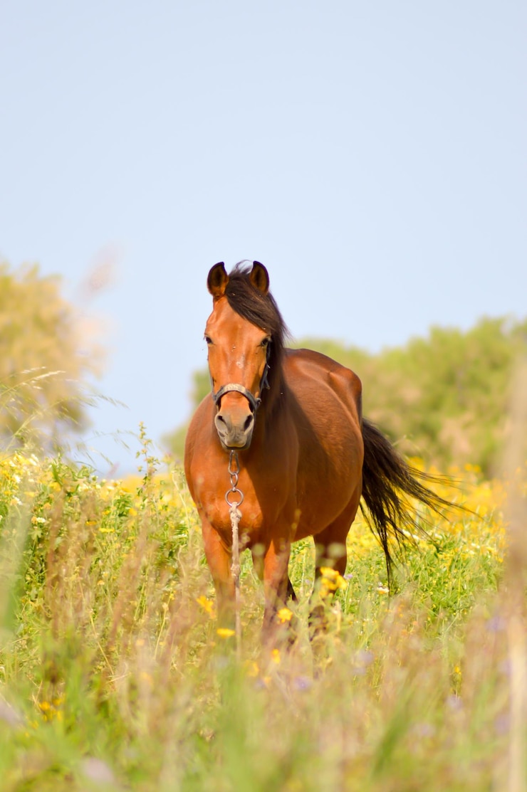 Foto paard op het veld tegen een heldere lucht