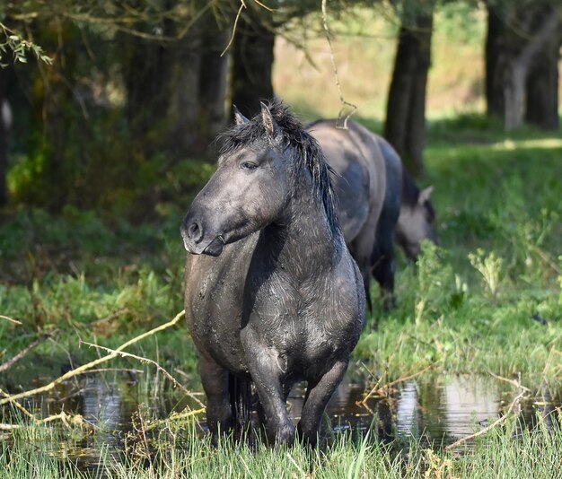 Foto paard op het veld