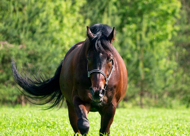 Paard op het veld