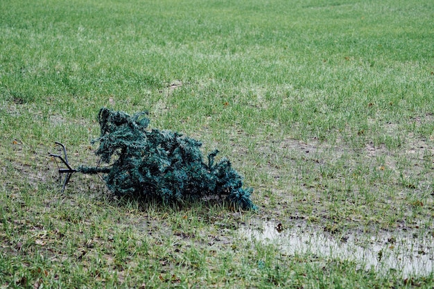 Foto paard op het veld