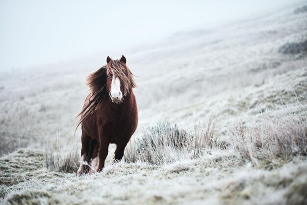 Paard op sneeuwveld tegen de lucht