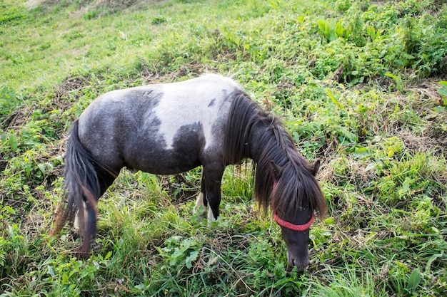 Paard op zomer weiland. Horen weiland in de weide