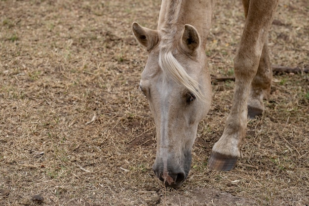 Paard rust in een weiland van een Braziliaanse boerderij met selectieve focus