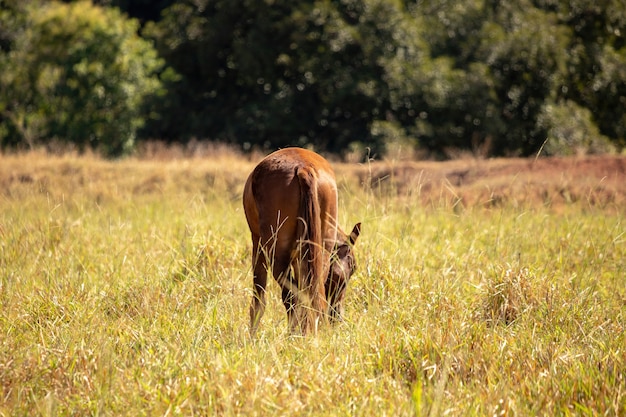 Paard rust in een weiland van een braziliaanse boerderij met selectieve focus