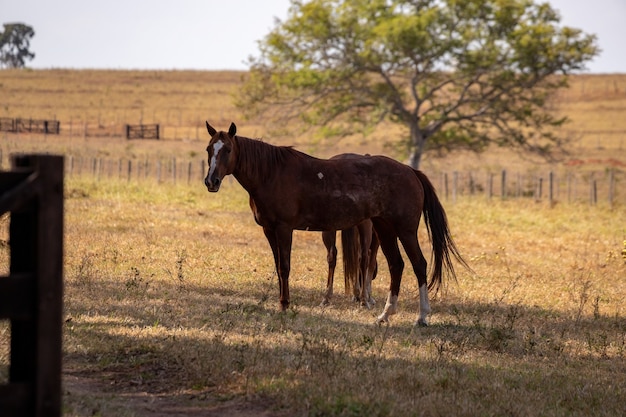 Paard rust in een weiland van een Braziliaanse boerderij met selectieve focus