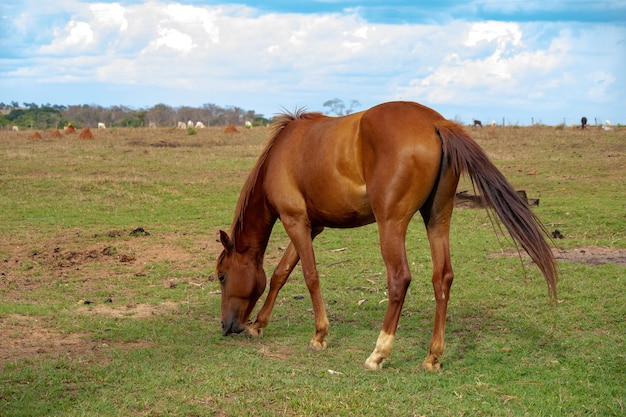 Paard rust in een weiland van ÃƒÂƒÃ‚Â¢ÃƒÂ‚Ã‚Â€ÃƒÂ‚Ã‚Â‹ÃƒÂƒÃ‚Â¢ÃƒÂ‚Ã‚Â€ÃƒÂ‚Ã‚Â‹a Braziliaanse boerderij met selectieve focus