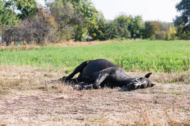 Paard slaapt liggend op gras