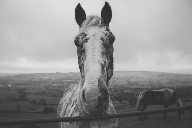 Paard staat bij het hek op het veld tegen een bewolkte lucht