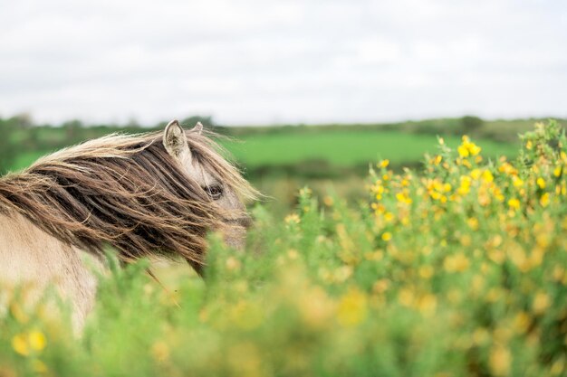 Paard staat bij planten op het veld in het Dartmoor National Park tegen de lucht