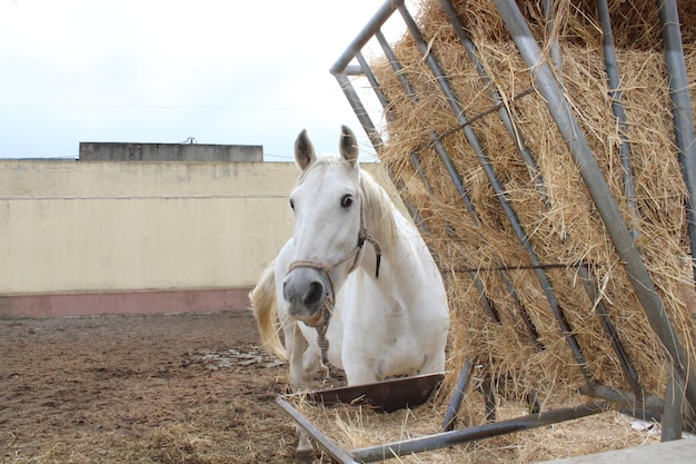 Foto paard staat in een hok.