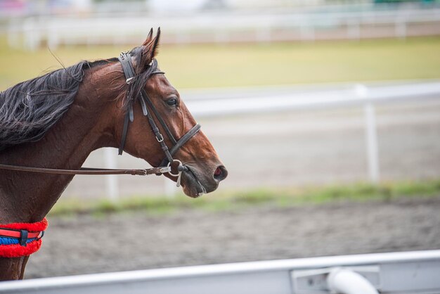 Foto paard staat op de ranch.