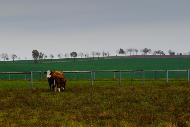 Foto paard staat op de ranch.
