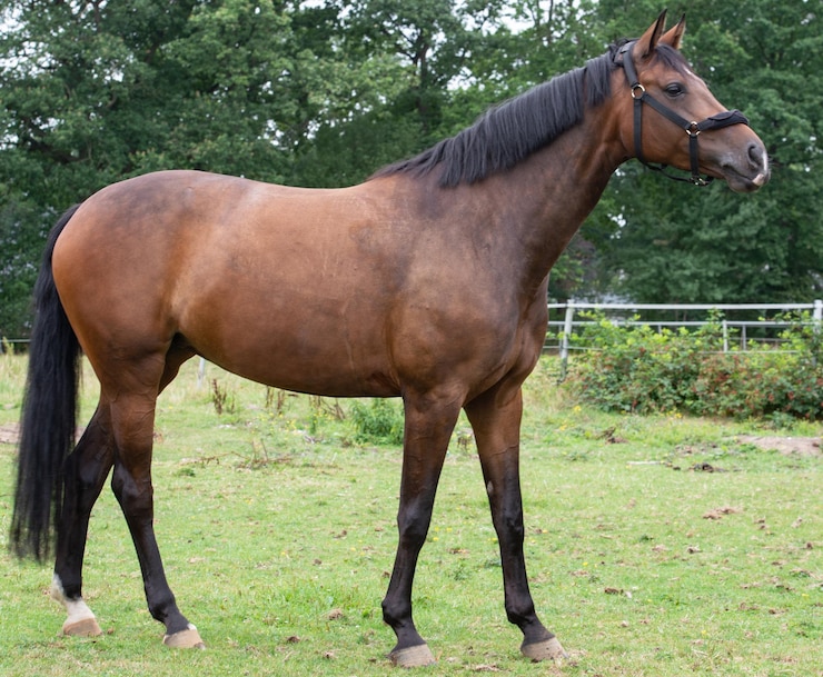 Foto paard staat op de ranch.