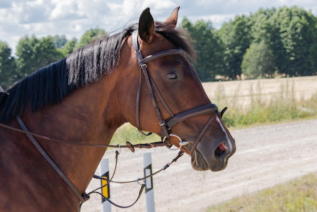 Foto paard staat op de ranch.