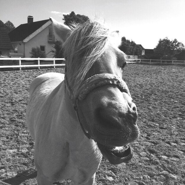 Foto paard staat op de ranch.