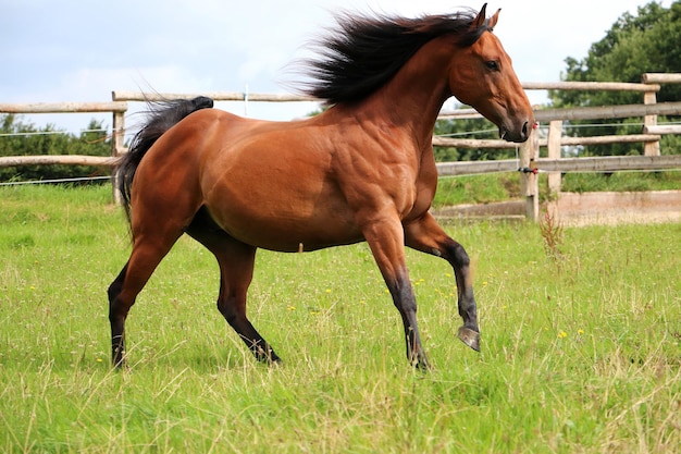 Paard staat op de ranch.