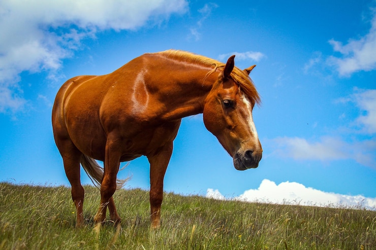 Foto paard staat op grasland tegen de hemel.