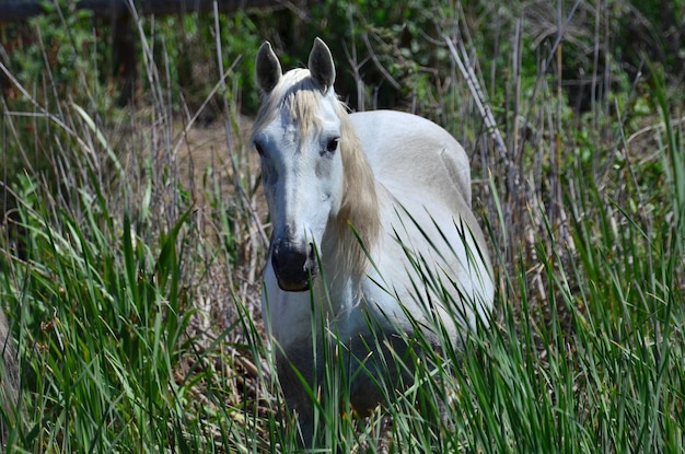 Paard staat op het gras.