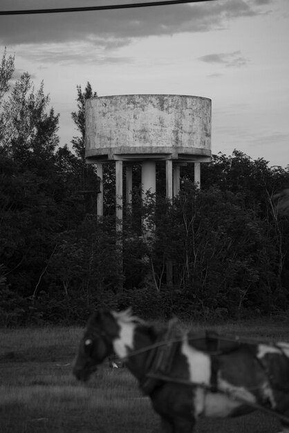 Foto paard staat op het veld tegen een watertank.