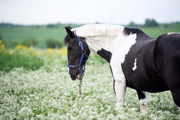 Paard staat op het veld.