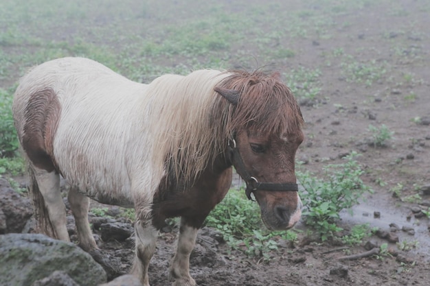 Paard staat op het veld.