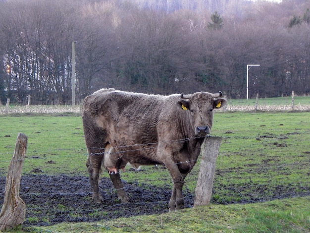 Paard staat op het veld.