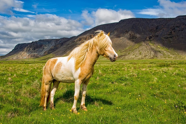 Paard staat op het veld.