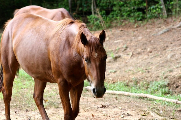 Paard staat op het veld.