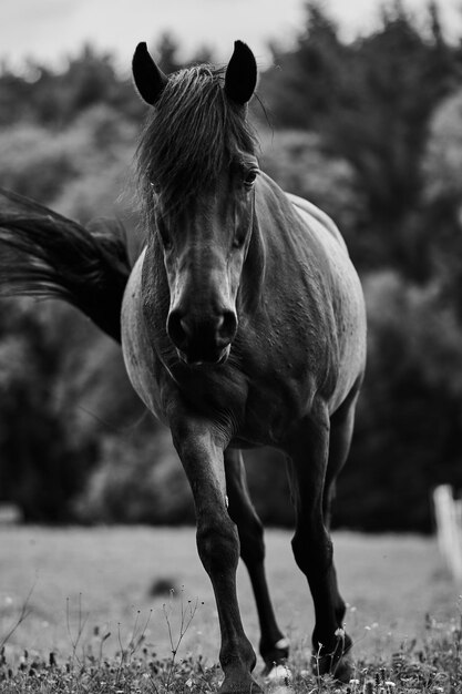 Foto paard staat op het veld.