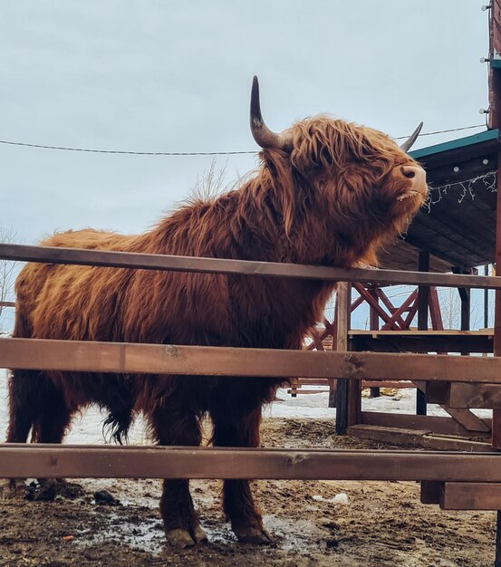 Foto paard staat op het veld.