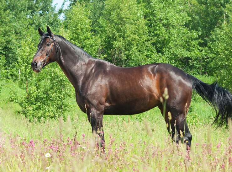Foto paard staat op het veld.