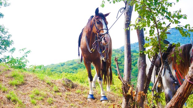 Foto paard sterft op de berg