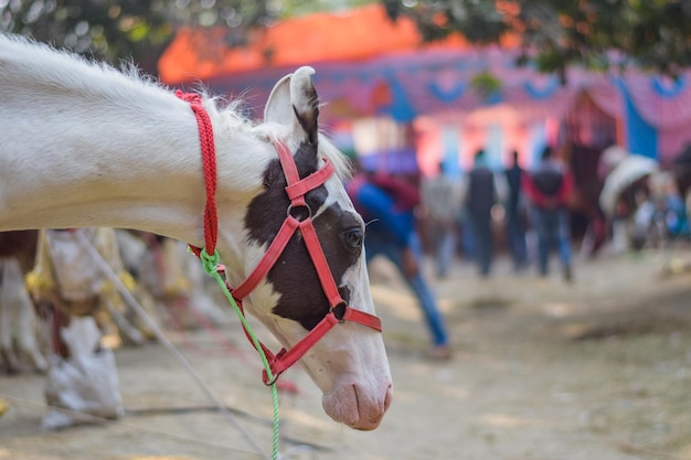 Paard te koop bij Sonepur Sonepur Mela is de grootste veebeurs in Azië