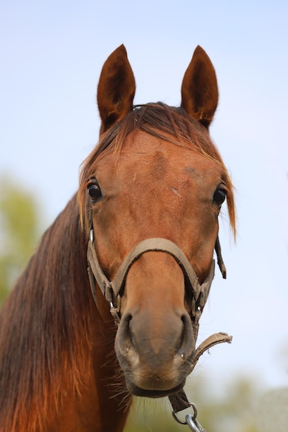 Foto paard tegen de lucht.